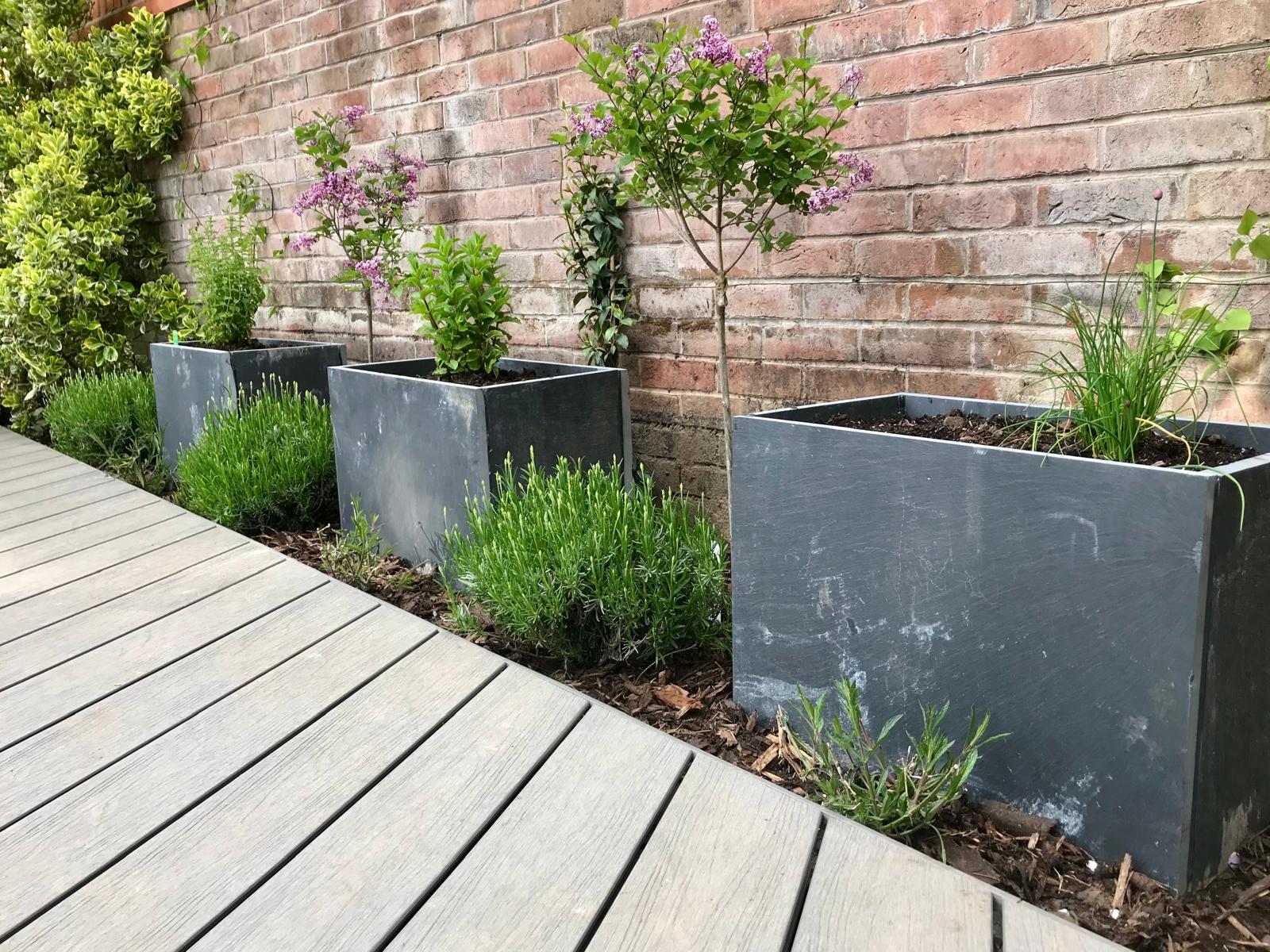 Slate planters with lavender and trees