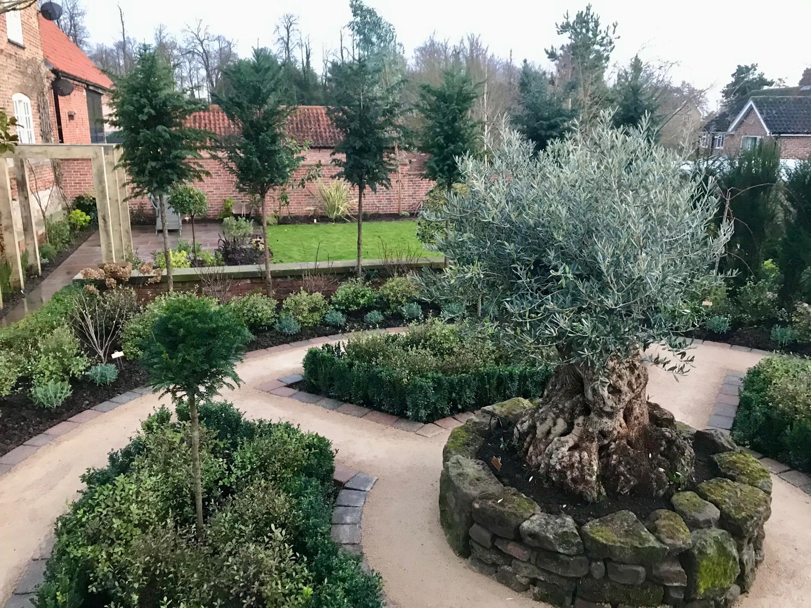 Formal garden with olive tree