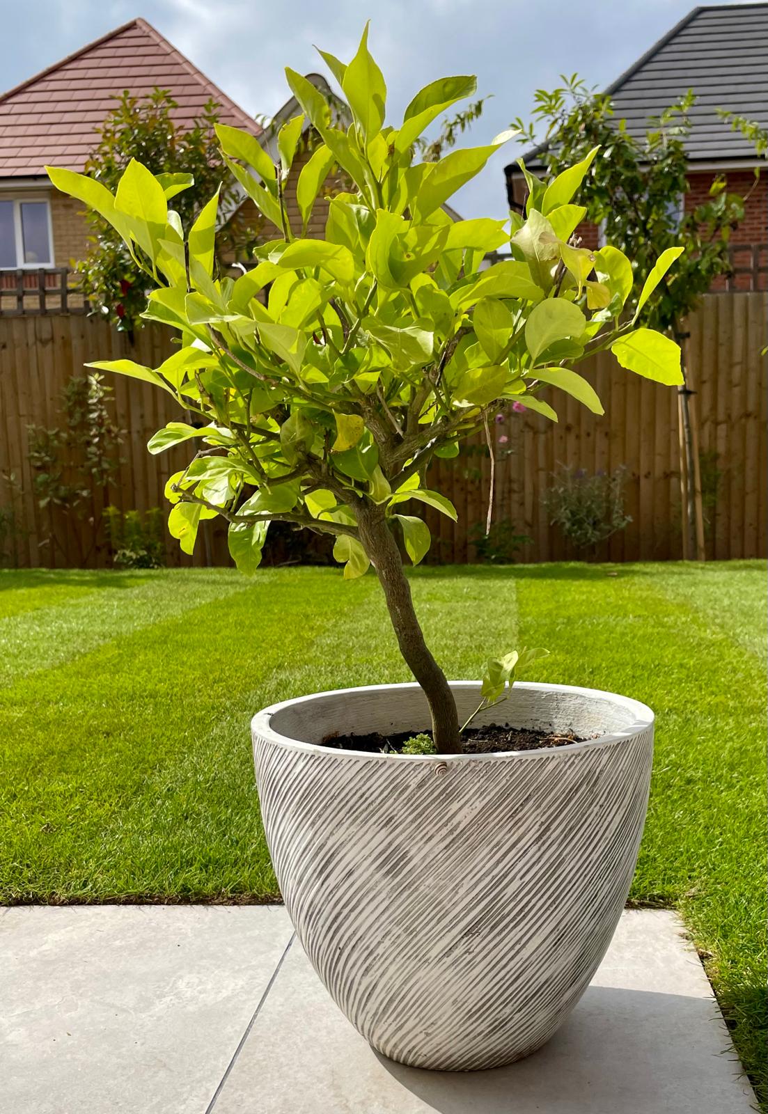Specimen citrus tree in decorative planter