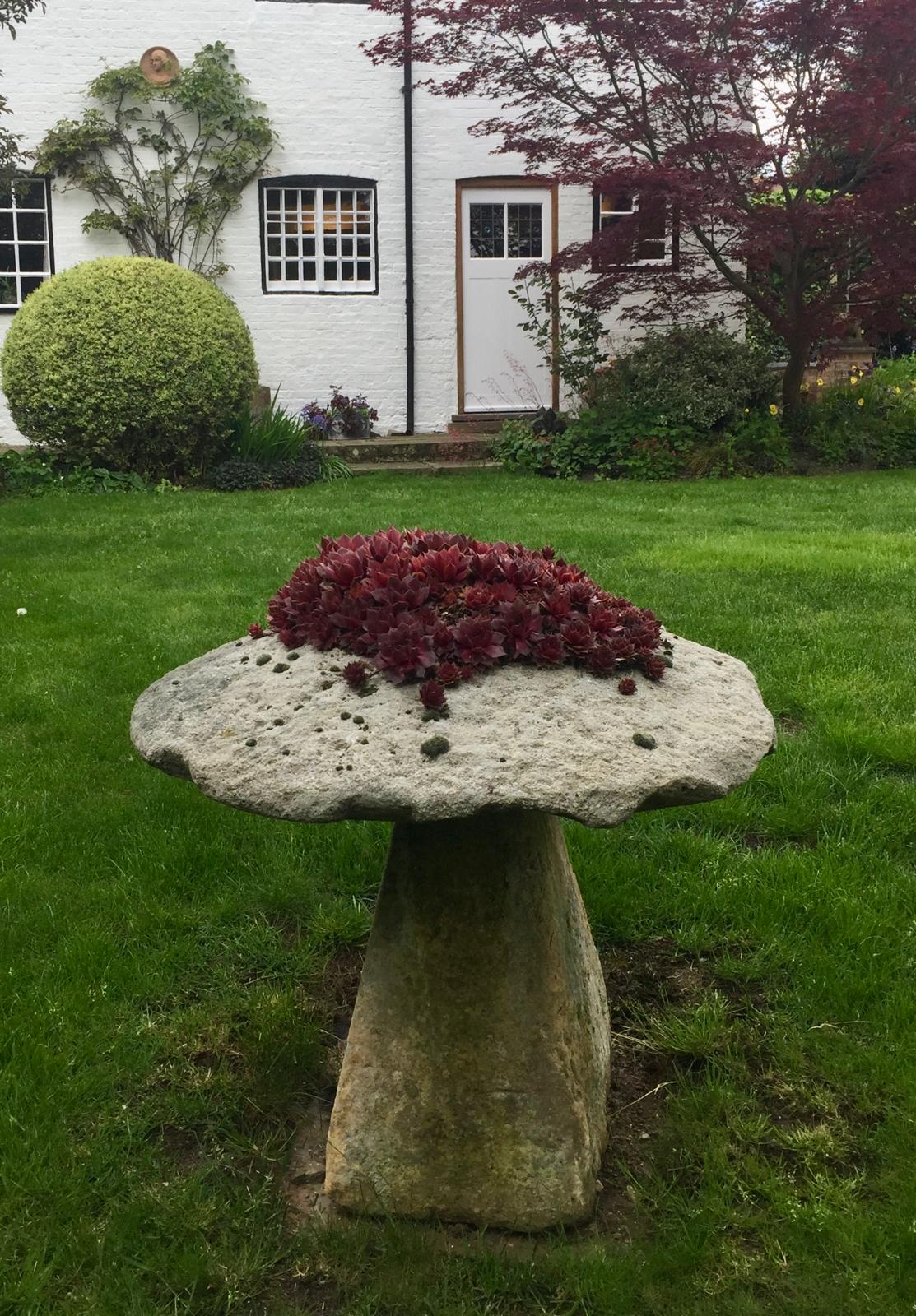 Stone mushroom ornament with sempervivum planting in cottage garden
